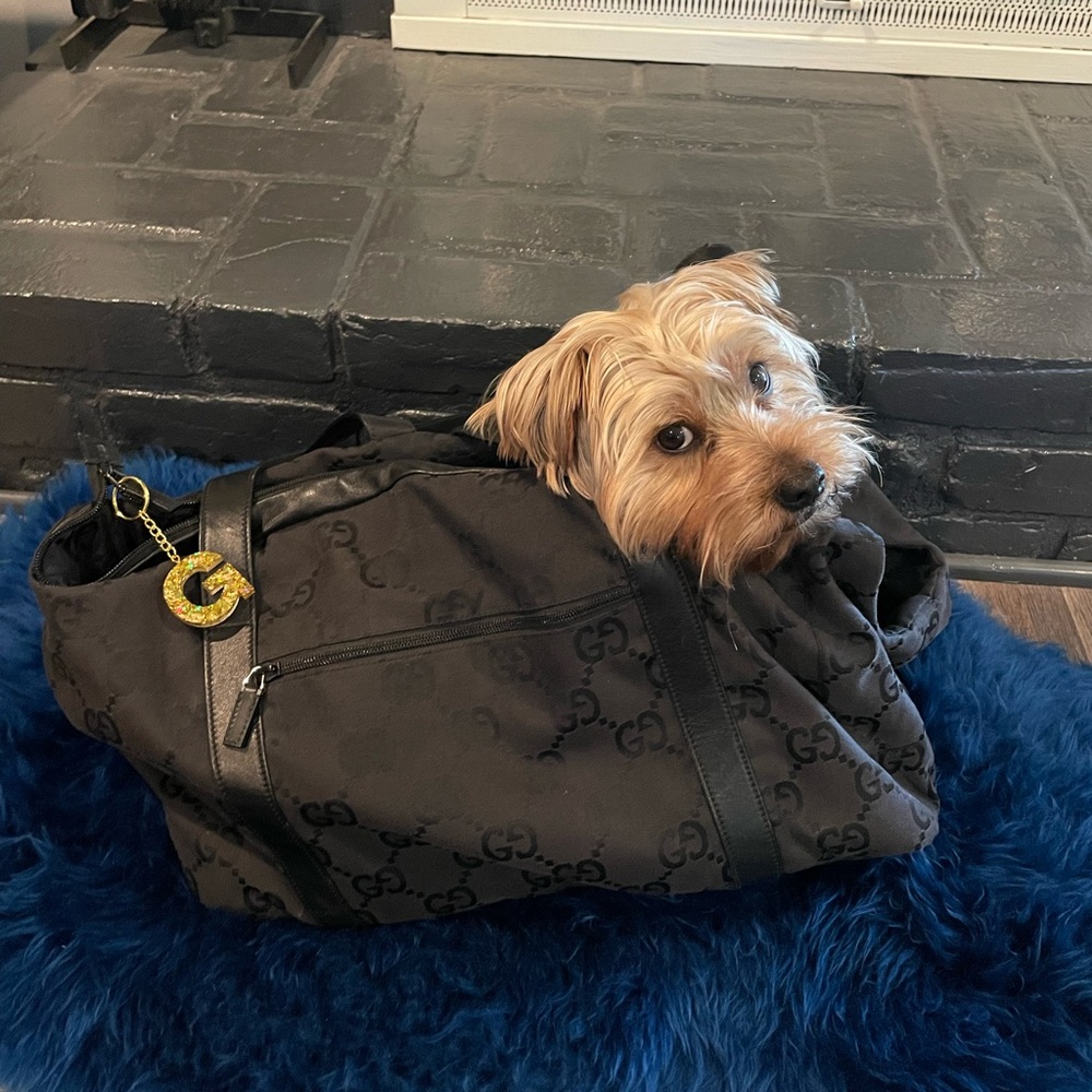 SOLD Gucci Pet Carrier - Picture 15 of 15